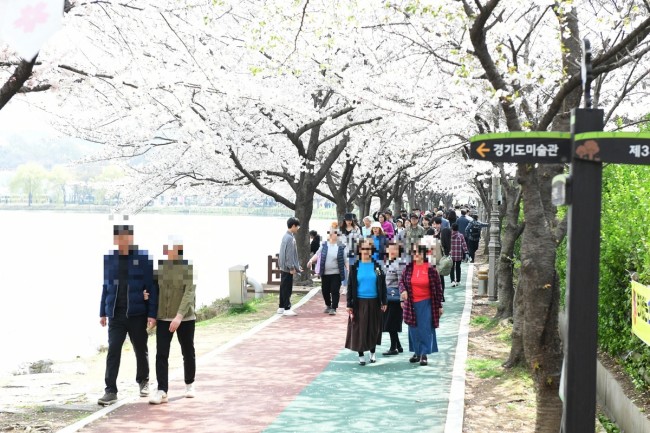 화랑유원지 수놓은 봄날의 향연…'제1회 안산 벚꽃 놀이터' 큰 호응